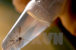 Mỹ phân bổ khoản ngân sách 1,1 tỷ USD cho phòng chống virus Zika