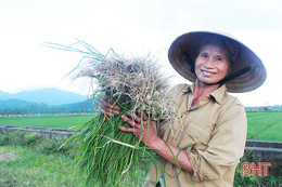 Gần 300 triệu đồng/ha hành tăm, dân Thiên Lộc thi nhau mở rộng diện tích