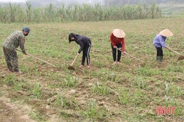 Mở rộng sản xuất, làng mật mía Sơn Thọ hẹn vụ mùa bội thu