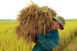 "Dẻo thơm một hạt đắng cay muôn phần"