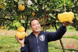 Mê mẩn bưởi hồ lô, bưởi thỏi bạc tạo hình tài - lộc của nông dân Hà Tĩnh