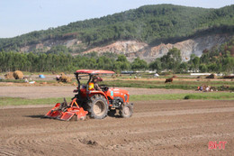 “Đại nông trường” hành tăm Hà Tĩnh vào mùa vụ mới