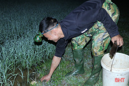 Trắng đêm “săn” cua đồng