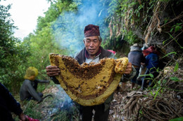 Hành trình săn mật loài ong lớn nhất thế giới ở Nepal