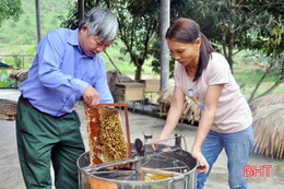 Nông dân Vũ Quang ước thu 60 tấn mật ong, "bỏ túi" 10 tỷ đồng