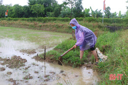 Mưa vàng dịu nhiệt, cấp nguồn nước quý cho đồng ruộng Hà Tĩnh