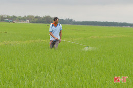 59.000 ha lúa xuân Hà Tĩnh “thở phào” trước bệnh đạo ôn lá