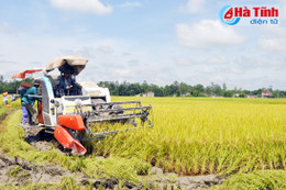 Nông dân Thường Nga “trúng đậm” lúa vụ xuân