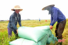 Liên kết sản xuất, nông dân Kỳ Anh phấn khởi bán thóc tươi tại chân ruộng