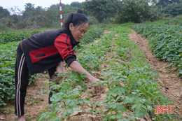 Viện Sinh học Nông nghiệp cam kết bao tiêu 100% sản phẩm khoai tây liên kết với giá có lợi cho người sản xuất