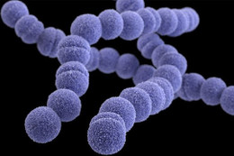 Liên cầu khuẩn nhóm A (Streptococcus) khiến 6 trẻ em ở Anh quốc tử vong nguy hiểm thế nào?