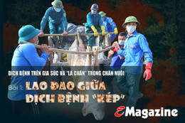 Dịch bệnh trên gia súc và “lá chắn” trong chăn nuôi (bài 1): Lao đao giữa dịch bệnh “kép”!