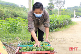 Vựa chanh lớn nhất Vũ Quang “đọng hàng, rớt giá”