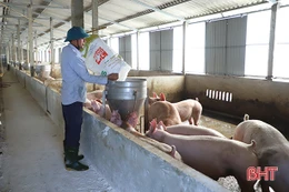 Giá lợn tăng cao dịp cận tết, người chăn nuôi Hà Tĩnh thu lãi lớn