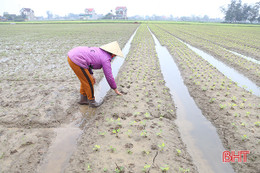 Mưa rét kéo dài, gieo trỉa lạc xuân Hà Tĩnh chỉ đạt gần 58% diện tích