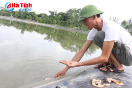 Bệnh đốm trắng hoành hành, hàng trăm héc ta tôm lâm nguy