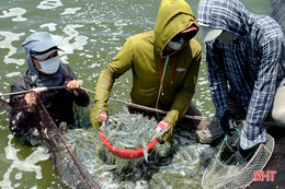 Nuôi tôm thâm canh 2 giai đoạn ở Nghi Xuân, lợi nhuận hơn 2 tỷ đồng