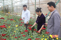 Thăm làng hoa Bắc Sơn ngày cận tết