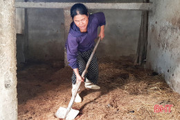 Có “bí quyết” này, bà con Cẩm Xuyên yên tâm khi chăn nuôi nông hộ