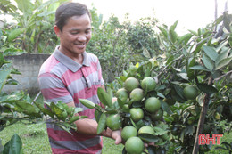 Quả đẹp, thơm ngon, vựa cam mới nổi ở Hà Tĩnh "hút" khách