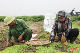 Hành tăm được giá, nông dân Hà Tĩnh thu hoạch tới đâu bán hết tới đó