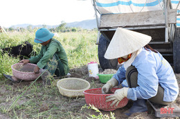 Hành tăm được giá, nông dân Nghi Xuân phấn khởi thu hoạch