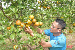 Giá tăng cao, người trồng cam Khe Mây phấn khởi vào vụ thu hoạch