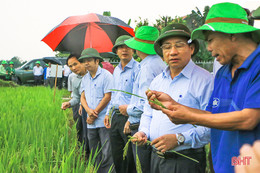 Đánh giá tổng thể giống lúa triển vọng, bổ sung vào bộ giống chủ lực của Hà Tĩnh