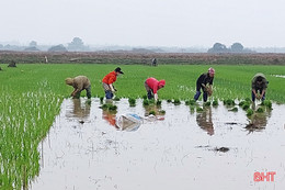 Nông dân Hà Tĩnh rộn ràng vào vụ gieo cấy lúa xuân