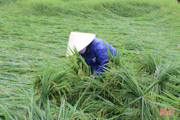 Tháo nước, bó dựng lúa, nông dân Hà Tĩnh nỗ lực giảm thiệt hại sau mưa lớn