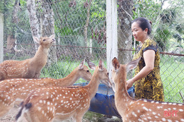 Thăm “thủ phủ” nhung hươu Hà Tĩnh