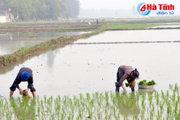 Sản xuất sau tết - Mùa vụ “thúc lưng”