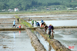 Xây dựng mô hình sản xuất lúa - cá kết hợp trồng cây niễng ở huyện Kỳ Anh