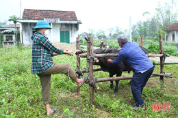 Chuyển mùa, các địa phương ở Hà Tĩnh tập trung tiêm phòng cho vật nuôi