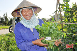 Chuyện con tem trên bó rau ở Hà Tĩnh