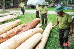 9 tháng, 206 vụ vi phạm pháp luật về bảo vệ, phát triển rừng