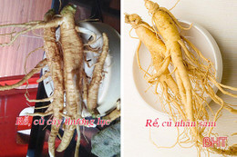 Tưởng là nhân sâm, nhiều gia đình ở Hà Tĩnh gieo giống cây có độc