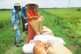 Sâu bệnh hoành hành, nông dân Cẩm Hưng ngậm ngùi vì lúa lép