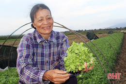 Trồng rau ven đô Hà Tĩnh