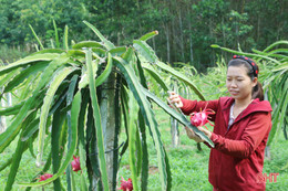 Sản phẩm nông nghiệp Hà Tĩnh đắt hàng, được giá dịp rằm tháng 7