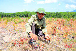 Nắng hạn khốc liệt, hơn 60 ha rừng trồng mới ở thị xã Kỳ Anh chết khô