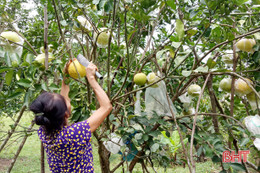 Gần 2.000 cây bưởi hồng Quang Tiến cho quả đầu mùa trên đất Sơn Kim