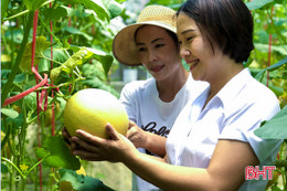 Ngắm vườn dưa lưới công nghệ cao ngay giữa lòng nội đô Hà Tĩnh