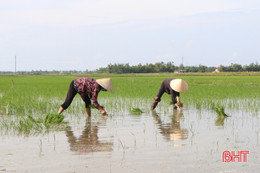 Hà Tĩnh: Nước khắp cánh đồng, tiết trời dịu mát...