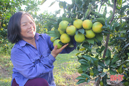 Cầu nối quảng bá, tôn vinh thương hiệu cam, sản phẩm nông nghiệp Hà Tĩnh