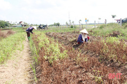 Vựa rau thơm lớn nhất Hà Tĩnh khẩn trương khôi phục sản xuất sau mưa lũ