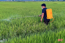 Nông dân Hà Tĩnh xuống đồng phòng trừ sâu bệnh trên lúa hè thu