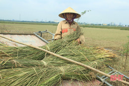 “Ốc đảo” Hồng Lam hư hại gần 100 tấn cói