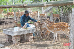 "Bí kíp" thuần hóa hươu sao của lão nông Hà Tĩnh