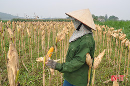 “Quên” lễ, nông dân Vũ Quang ra đồng thu hoạch ngô đông